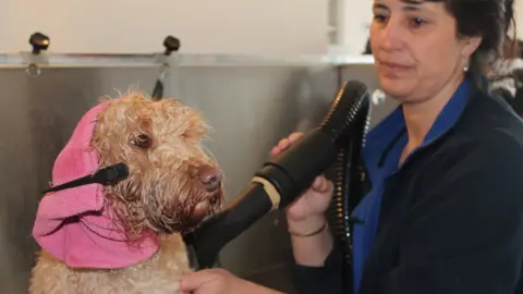 Carol Shaw grooming a dog with pink head towel