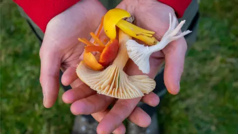 National Trust / Victoria Holland Waxcap Mushrooms