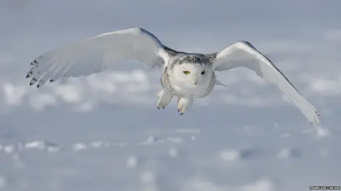 Francais Cadien Snowy owl