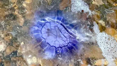 Essex Police jellyfish