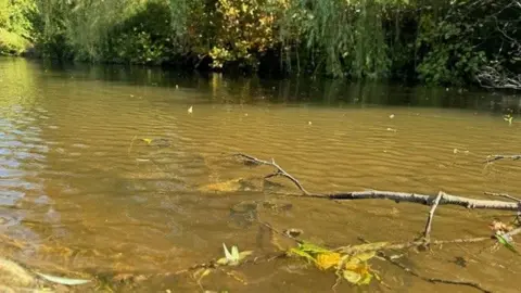 A river with brown water, in the background on the river bank there is lots of foliage