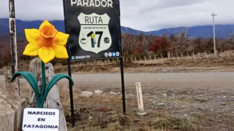 A fake daffodil can be seen tied to a gate which is the entrance to the field they have been planted. 'Narcisos en Patagonia' can be seen written on a sign attached to the daffodil which translates to daffodils in Patagonia. In the background there is a road sign that says Ruta 17 in the shape of a shield. The road is barren.