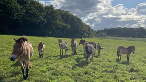 Marwell Zoo A group of Przewalski's horses grazing on a green pasture on a sunny day.