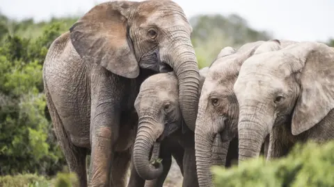 African elephant herd with tuskless matriarch.