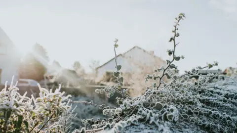 Plants covered in ice and snow. 