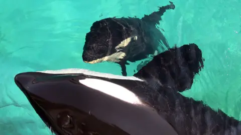 Afp pemandangan dari atas wikie paus pembunuh dan anak sapi berenang di kandang mereka di Marineland Antibes