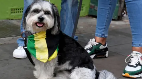 PA Media A dog wearing a green, yellow and black scarf 