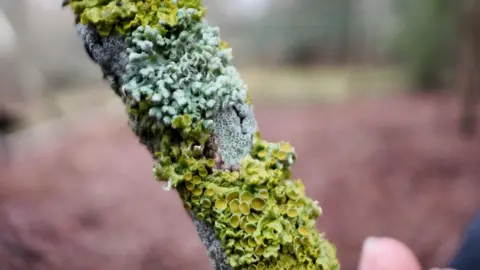 A close up view of a stick being held up which is coverred in yellow lichen