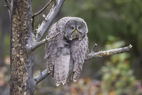 John Blumenkamp/Comedy Wildlife Photography Awards Great grey owl