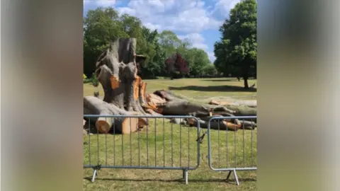 Lisa Mitchinson Beech tree in the middle of a park with other trees in the background. There is metal fencing near the camera. There are two large trunks on the ground to the right of the tree, and another to the left. Some of the tree is still standing with round areas where the trunks had separated from the main trunk.