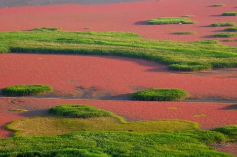 Suncheon City municipality government Estuarine tidal flat wetlands in South Korea