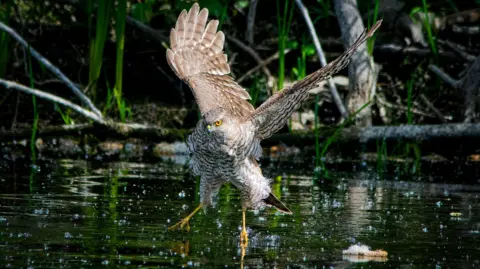 A sparrowhawk dips its talons into a river - it has brown and white plumage and bright yellow eyes and talons. The surrounding greenery is mirrored on the water's surface.