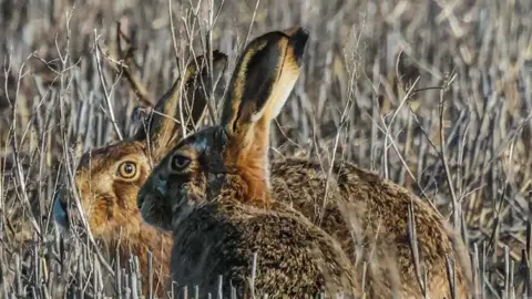 Anna Sukeforth Two hairs rest in a field. Their ears are perked up above their heads and they are a sandy brown colour. 