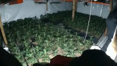 Rows of cannabis plants being grown inside a room. The walls are covered in white plastic sheeting.