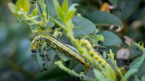 A yellow and black box caterpillar on a plant