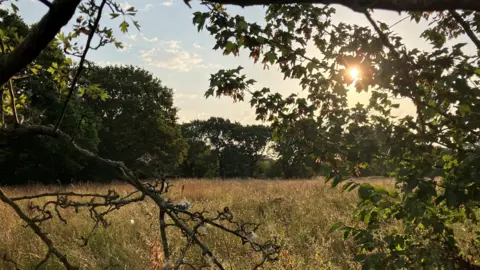 A view of a field through some trees on a sunny day, with the sun visible through some leaves