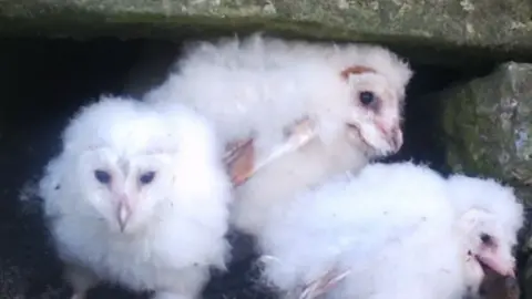 National Trust Three owl chicks