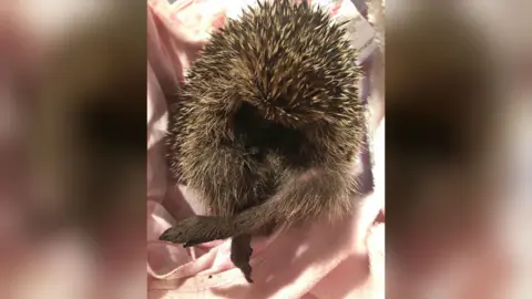 RSPCA Hedgehog