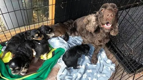 Lancashire Police Stolen puppies