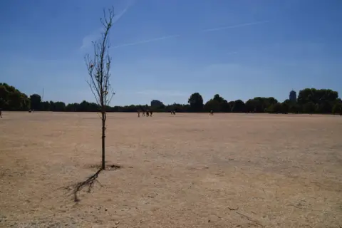 Alamy  A bare tree in a parched Hyde Park on a scorching day in London, 10 August 2022