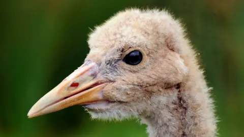 Nick Upton/RSPB Crane