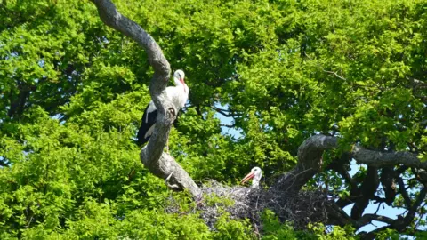 Lucy Groves Storks nest