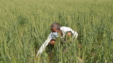 Getty Images A farm worker in Ahmedabad