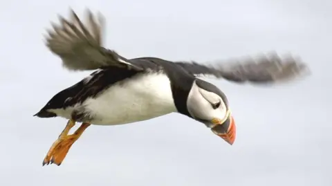 Getty Images A black and white bird flying. It has orange feet and an orange beak.