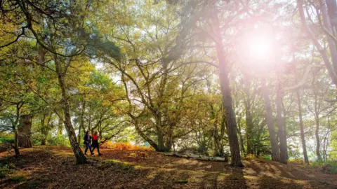 Surrey County Council Two people walking in a forest. There are large trees covering the sky, with some sunlight seeping through. 