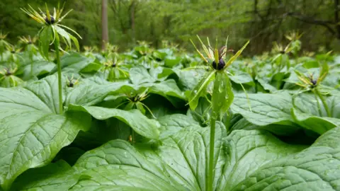 Jenny Sherwen Herb-Paris, a plant with very large green leaves, and a stem with a flower at the top, that looks spiky. There are trees in the distance with lots of leaves on. 
