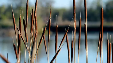 Getty Images Bulrush growing by the side of an area of water.