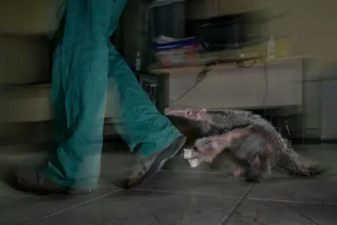 Fernando Faciole A small anteater walks indoors beside a person in green pants and dark shoes, appearing to follow closely at their leg. The motion blur gives a sense of movement across the tiled floor.
