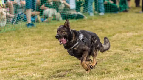 A black and brown German Shepherd running across a field. Its tongue is out and people's feet can be seen behind a plastic fence in the background. 