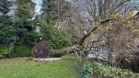 BBC A tree has been uprooted and fallen into the side of a small white bungalow on the right of the frame. Behind the root of the tree are dark green trees. In front of the fallen tree lies a garden.