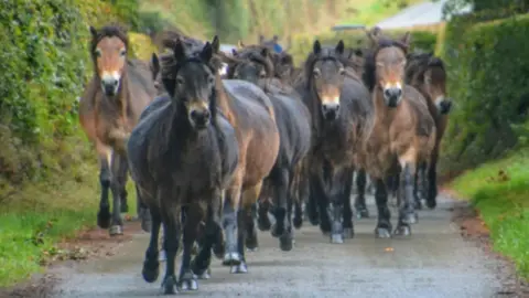 Exmoor Pony Society A large group of Exmoor Ponies runs towards the camera along a country lane with tall hedges on either side. They have a mix of light and dark brown bodies and dark manes.