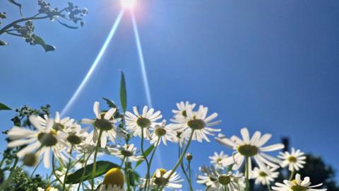 A close up of a patch of daisies with bright blue sky and the sun behind