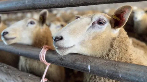 Two sheep looking through the metal bars of their enclosure.