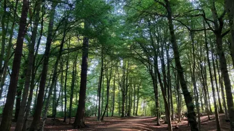 Leafy tall trees surround a path through the woods.