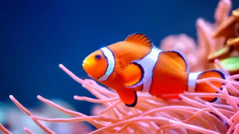 A clownfish swims against pink fronds of coral reefs against the backdrop of a brilliant blue sea