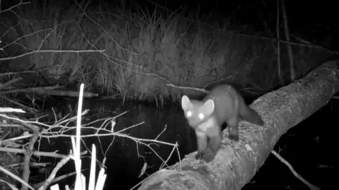 Longleat A night-time photograph of an image captured on a heat-seeking camera of a pine marten crossing a stream on a log bridge