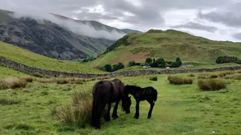Puffed Runner A mare and foal graze, oblivious to the mist rolling down a mountainside in the background. The ground is lush short grass with tufts of longer, reed-like grass growing in random clumps. The mare is dark brown and pictured from the rear with its head down as it munches. The foal is black and stands side on with its head close to the larger horse's right shoulder.