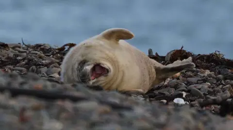 Cumbria Wildlife Trust A grey seal pup. The pup is fluffy and white and is leaning over on its back and is yawning. It rests on blue, grey and dark-coloured cobbled stones and black seaweed.