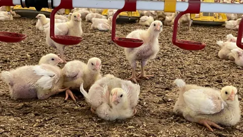 BBC Young chickens being farmed in a shed.