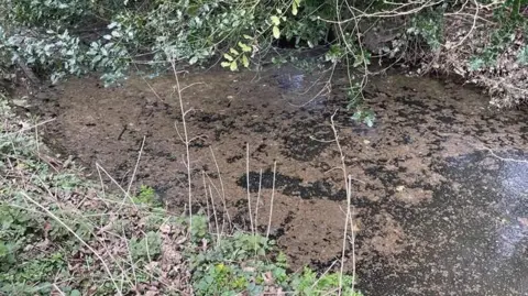 An area of water which has a brown substance floating on the surface. There is a grass verge on the left and a tree branch with green leaves hanging above it.