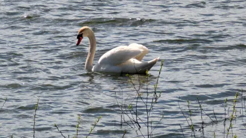 A white swan is swimming in a lake on a sunny day. 