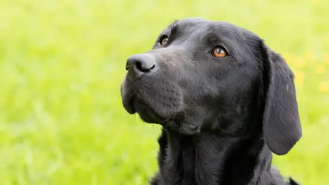 Kent Fire and Rescue Service A black dog looking upwards.