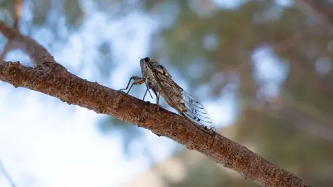 Getty Images A close up image of a lone Cicada insect on a tree branch. Foreground is in focus and the background is blurred.