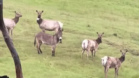 Instagram/Max Fennell A donkey in a herd of elk