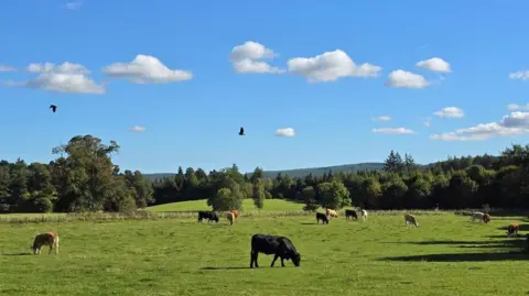 Emma/BBC Weather Watchers Cattle grazing in a field surrounded by trees. Two birds fly overhead