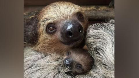 Jude the baby Linne's two-toed sloth clings to mum Flo, at Dudley Zoo